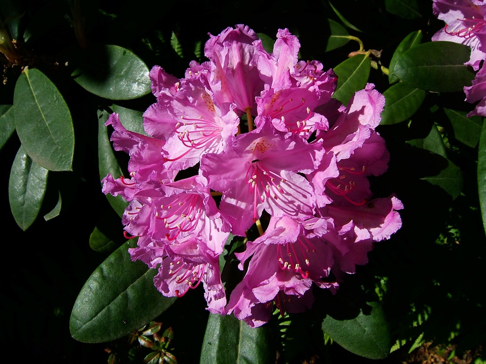 Fujifilm FinePix F810 sample photo. Flower, macro, nature photography