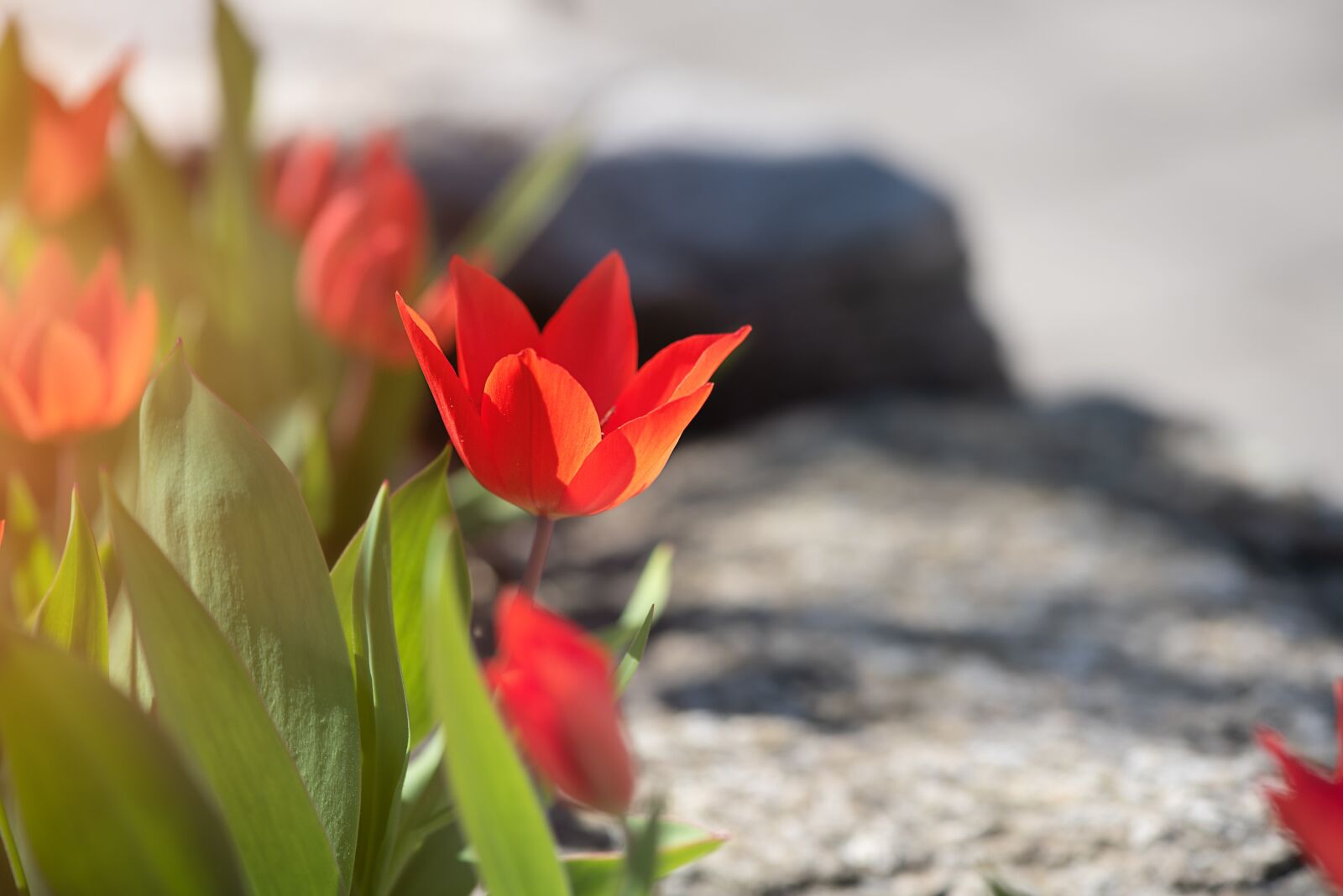 Nikon D750 sample photo. Tulips, red, red tulips photography