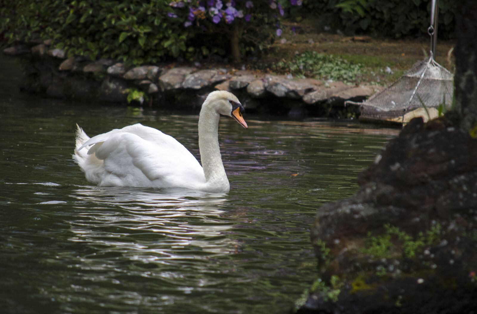 Nikon D5100 sample photo. Swan, water, bird photography