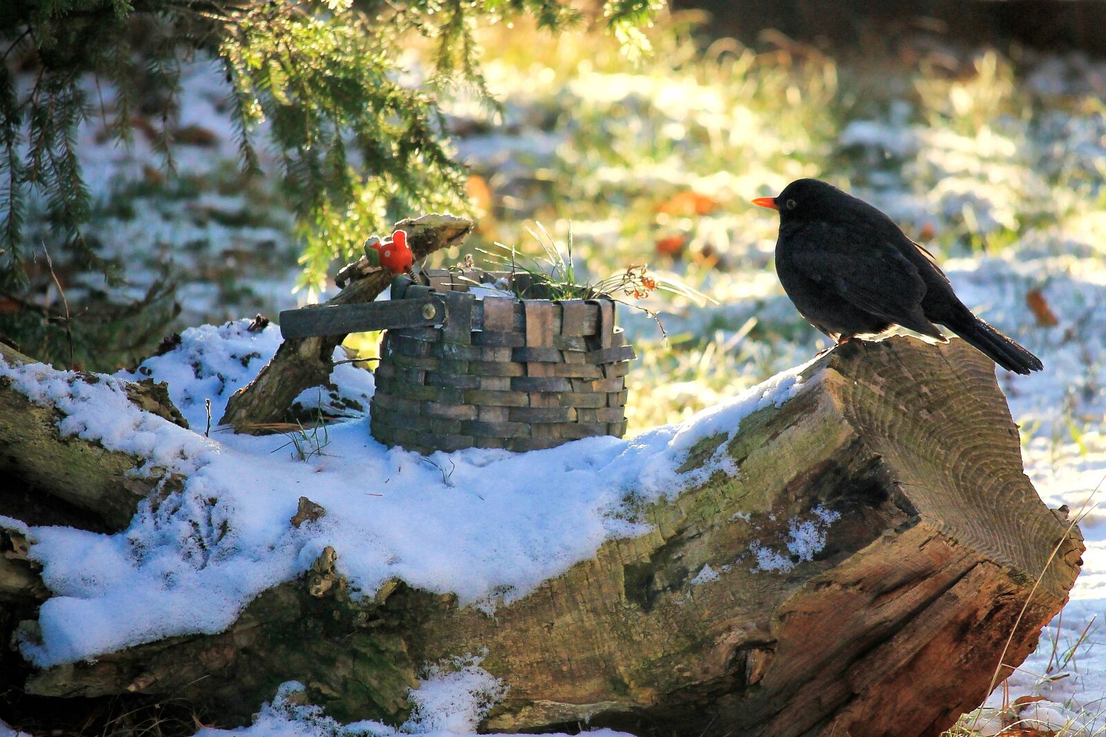 Canon EF-S 55-250mm F4-5.6 IS STM sample photo. Landscape, bird, blackbird photography