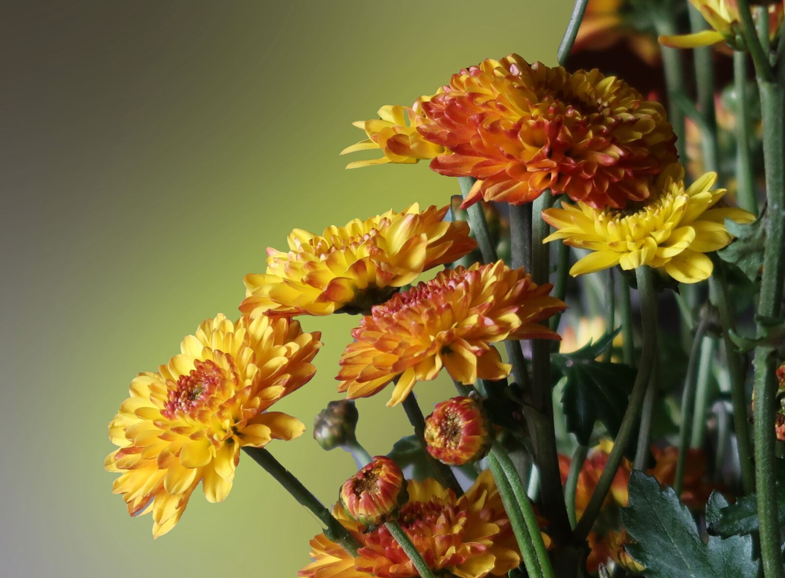 Canon PowerShot G7 X Mark II sample photo. Asteraceae, flowers, composites photography