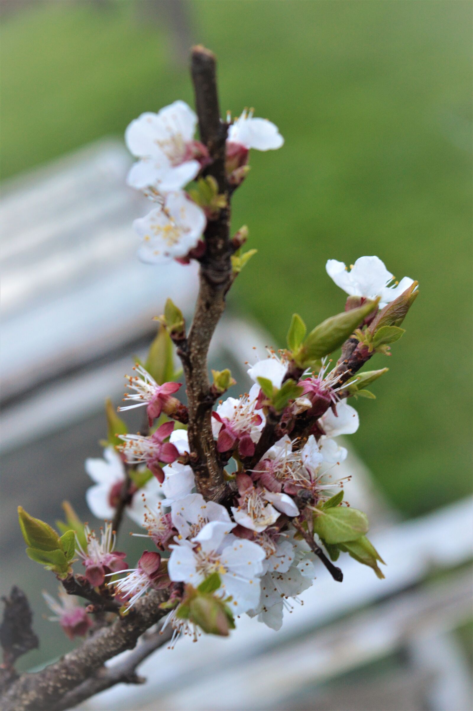 Nikon D3200 sample photo. Flowers, spring, village photography