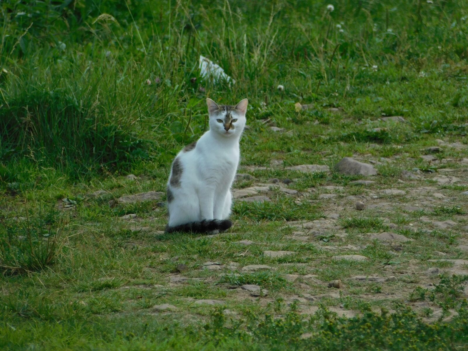Nikon Coolpix B500 sample photo. Cat, animals, home photography