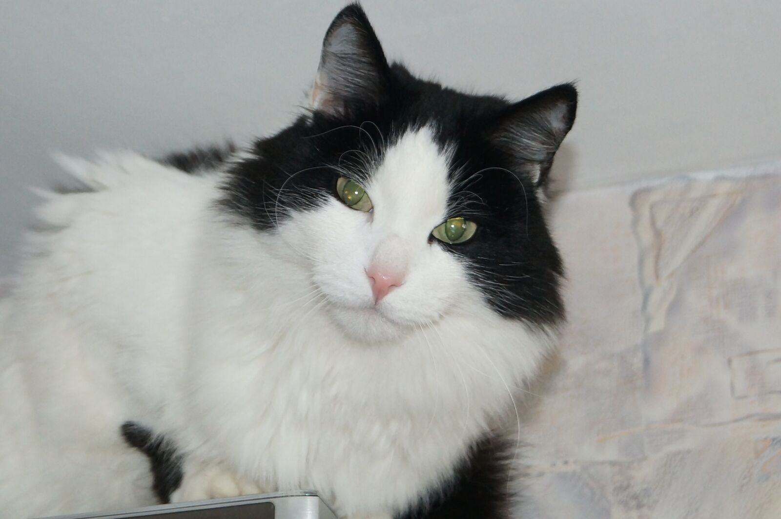 Sony SLT-A57 sample photo. Housecat, view, furry photography