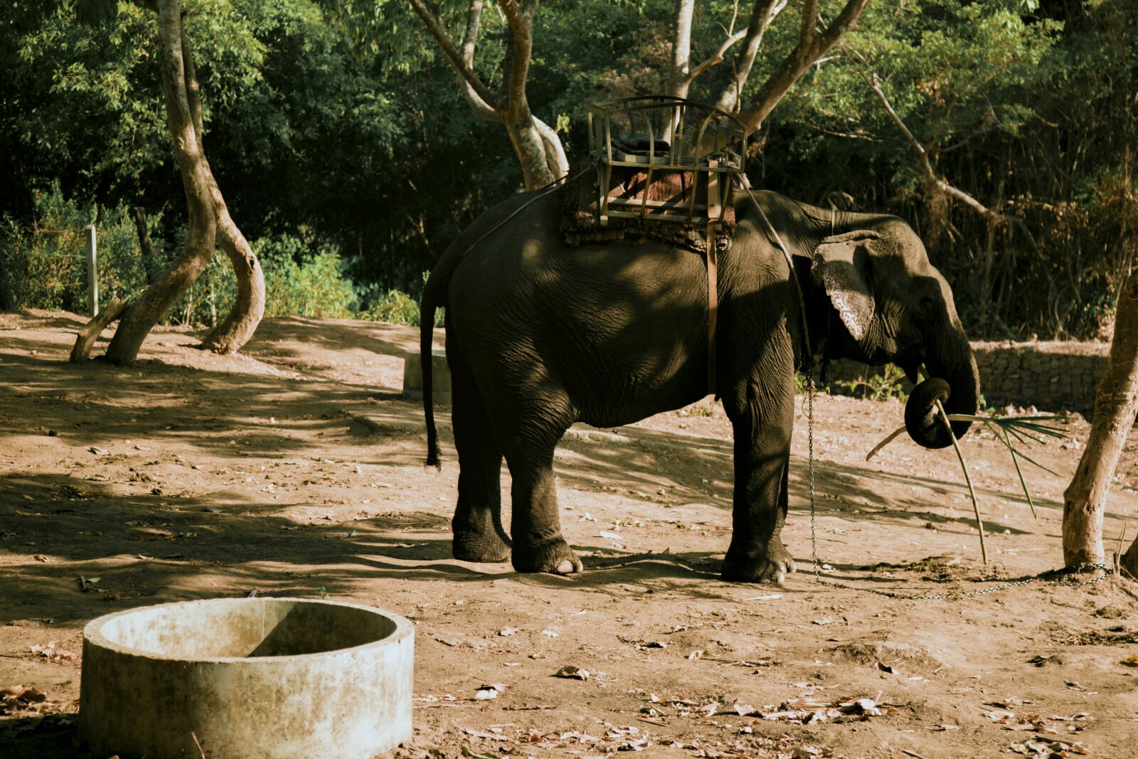 Canon EOS 6D + Canon EF 24-105mm F4L IS USM sample photo. Elephant, suspension bridges, trees photography