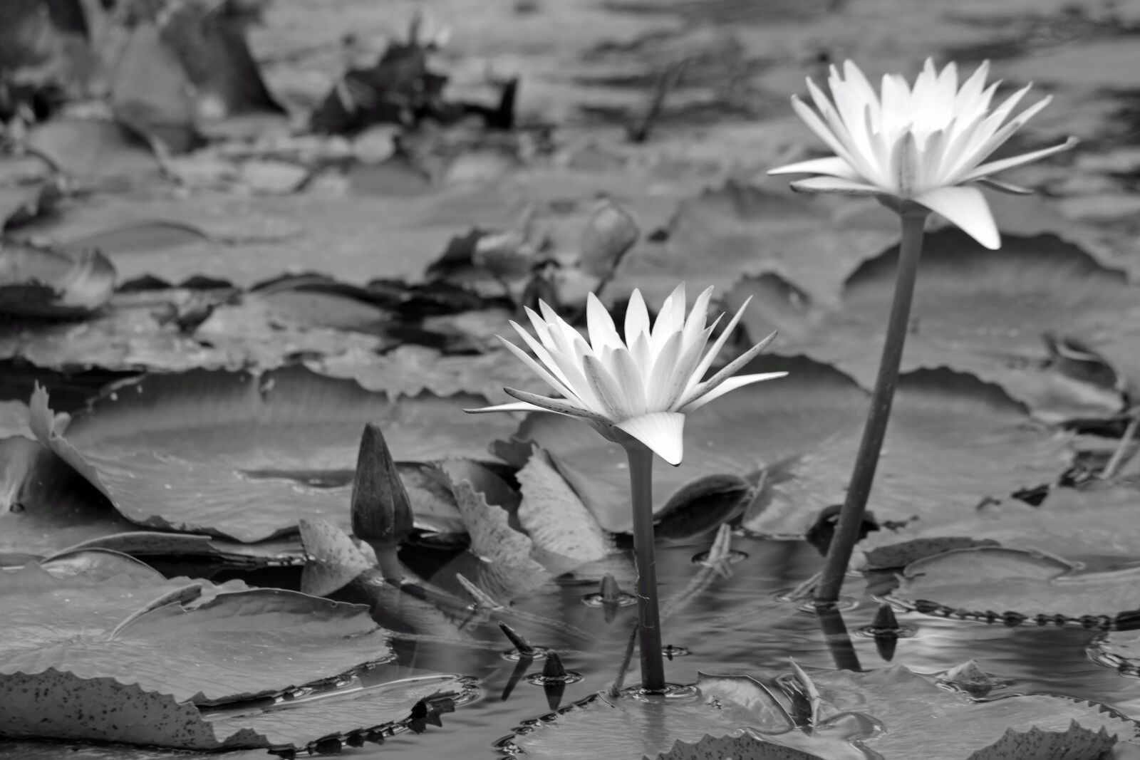 Pentax K-S2 sample photo. Star water lily, black photography