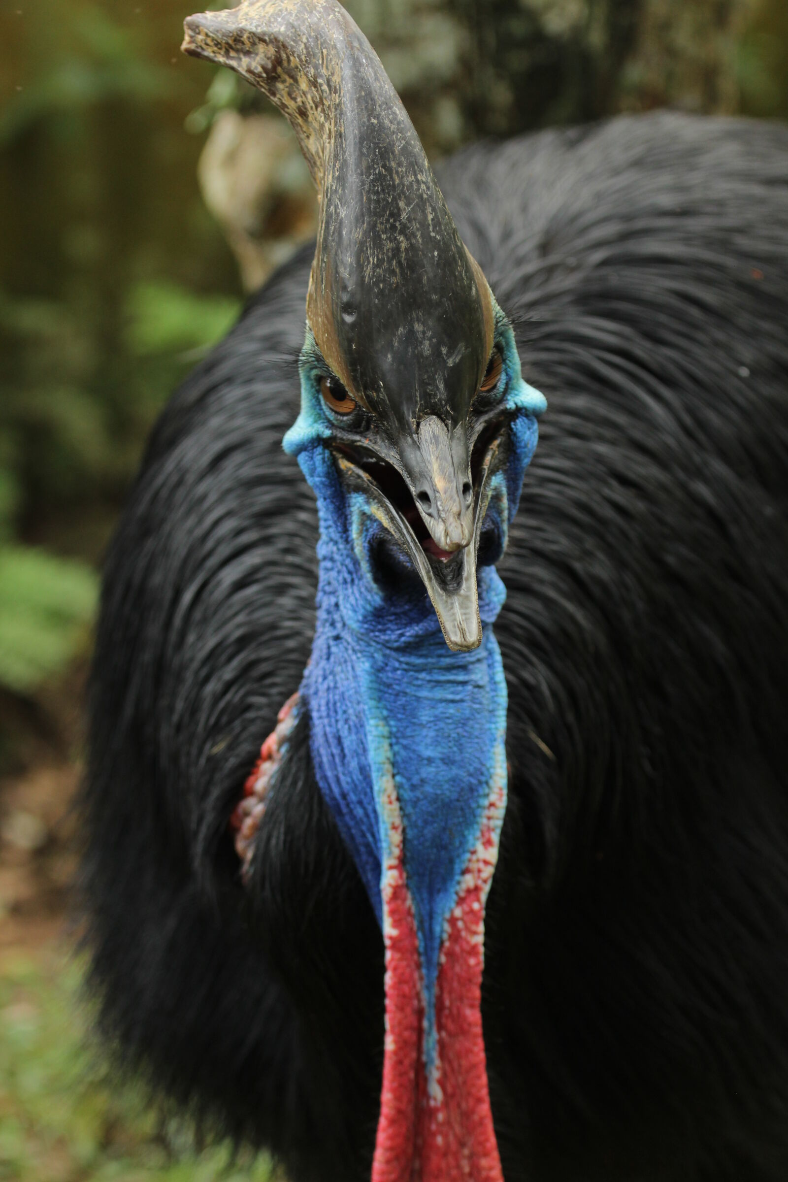 Canon EF 70-200mm F4L IS USM sample photo. Animal, photography photography