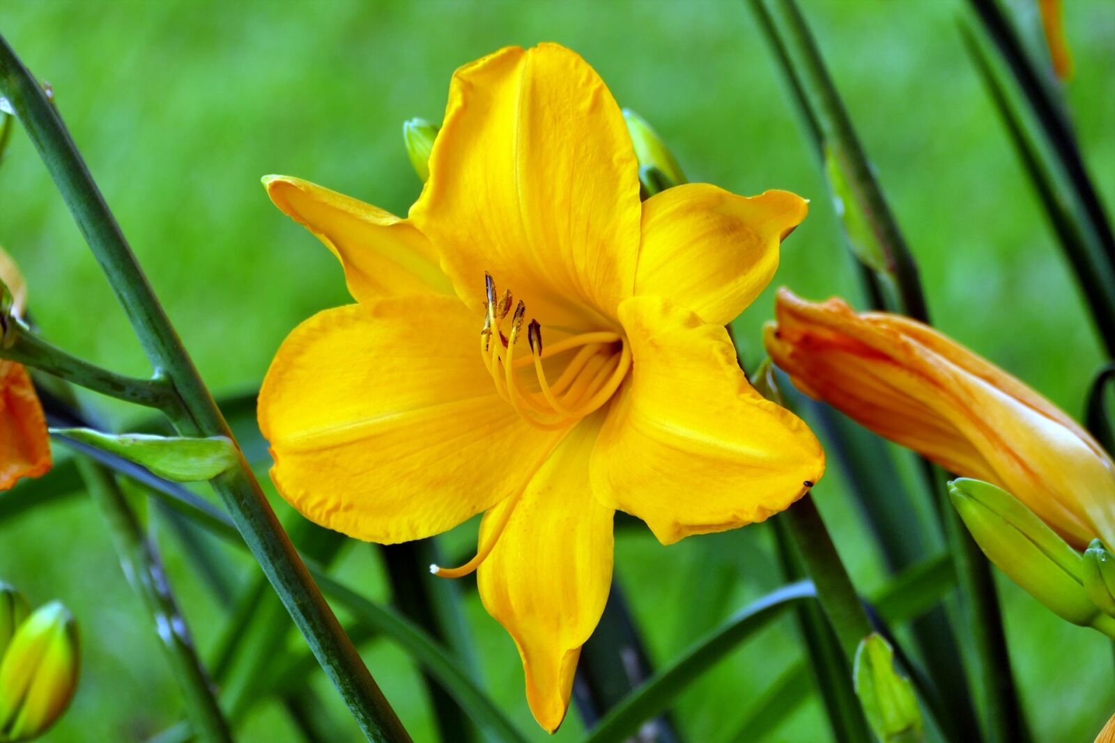 Panasonic Lumix DMC-FZ1000 sample photo. Lily, lily blossom, flower photography
