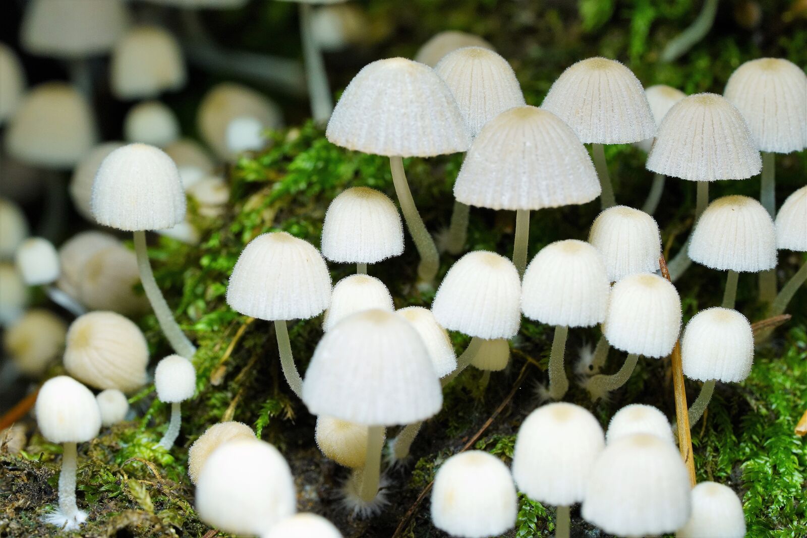 Sony a7R III + Sony FE 90mm F2.8 Macro G OSS sample photo. Mushroom, mountain, gastromycetidae photography