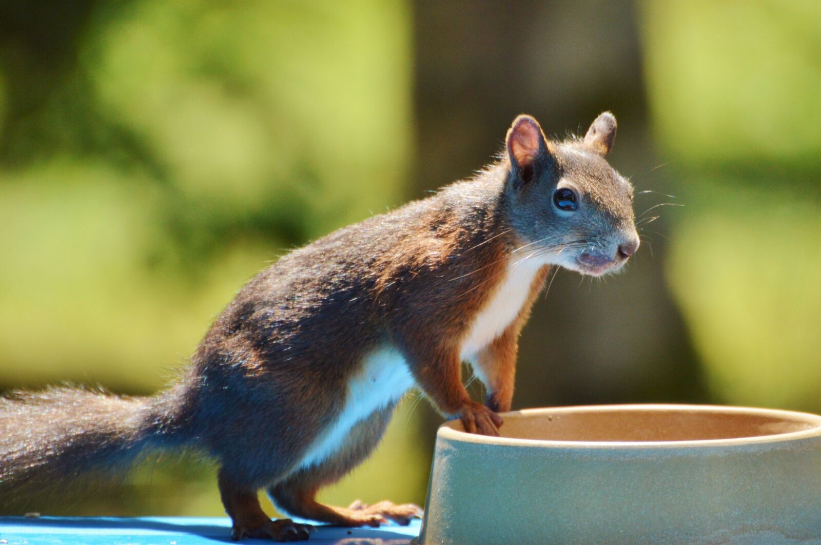 Nikon D3200 sample photo. Squirrel, nager, rodent photography