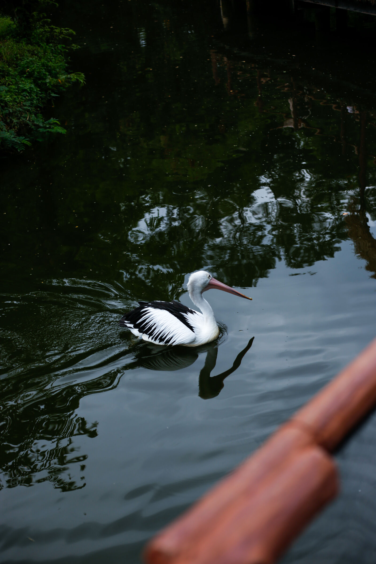 Canon EOS 6D sample photo. Pelecanus conspicillatus (undan kacamata)) photography