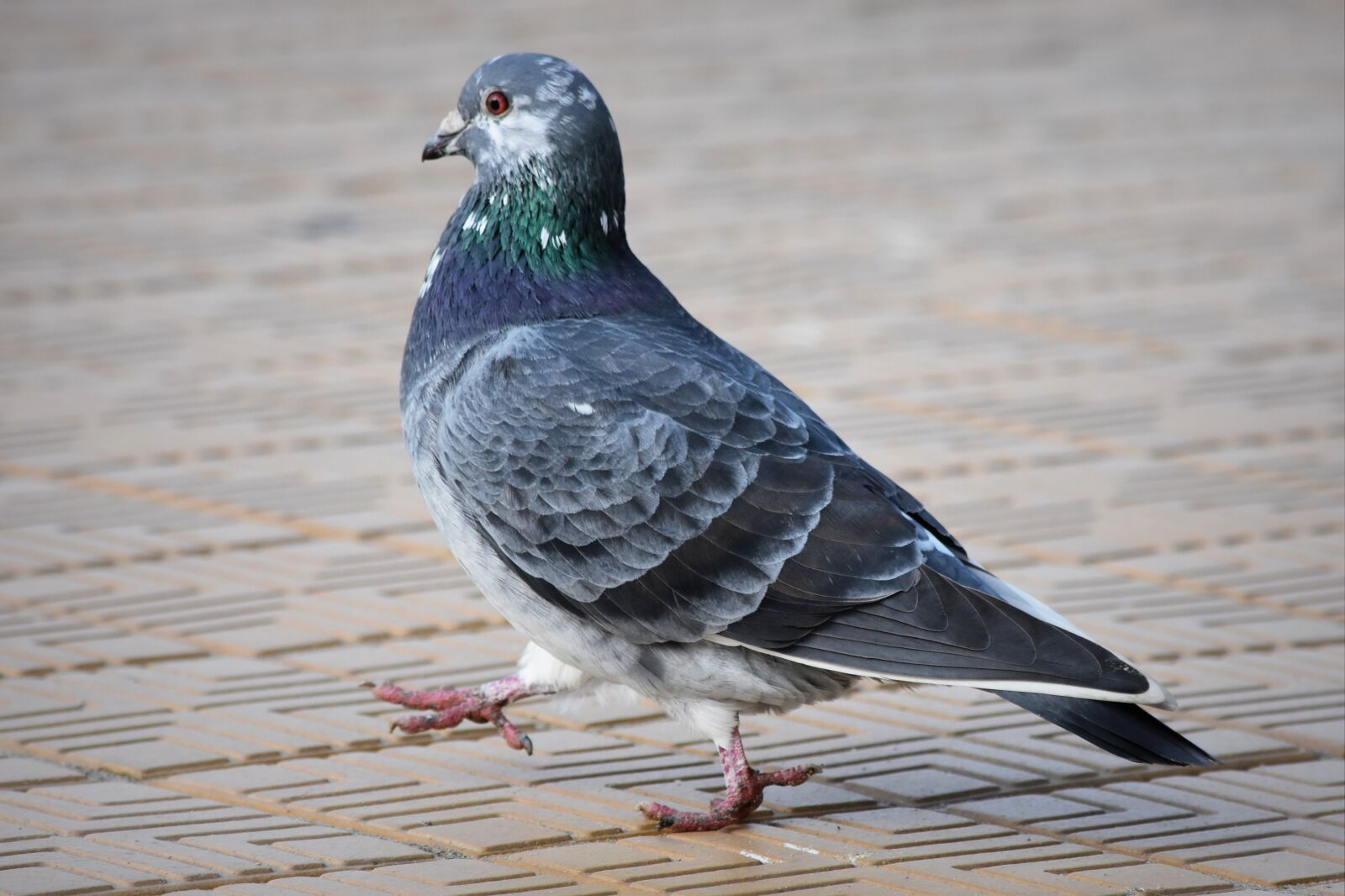 Nikon D7200 sample photo. Pigeon, animal, bird photography