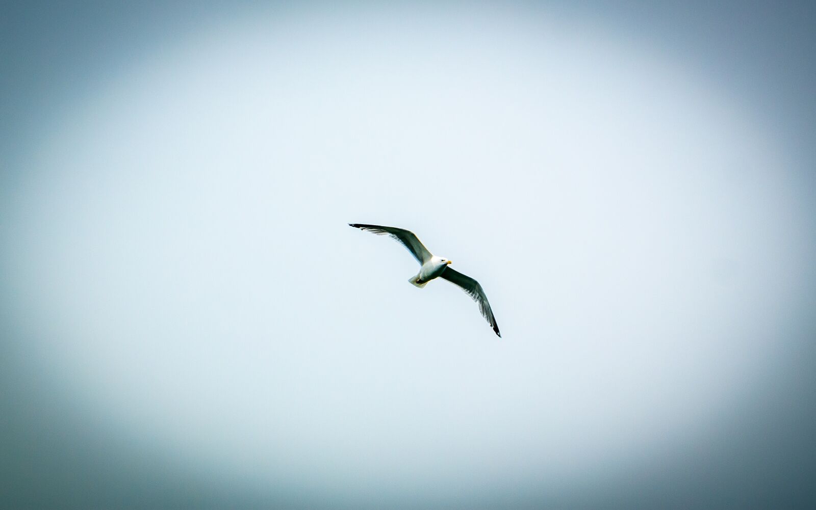 Samsung NX30 sample photo. Sky, bird, gull photography