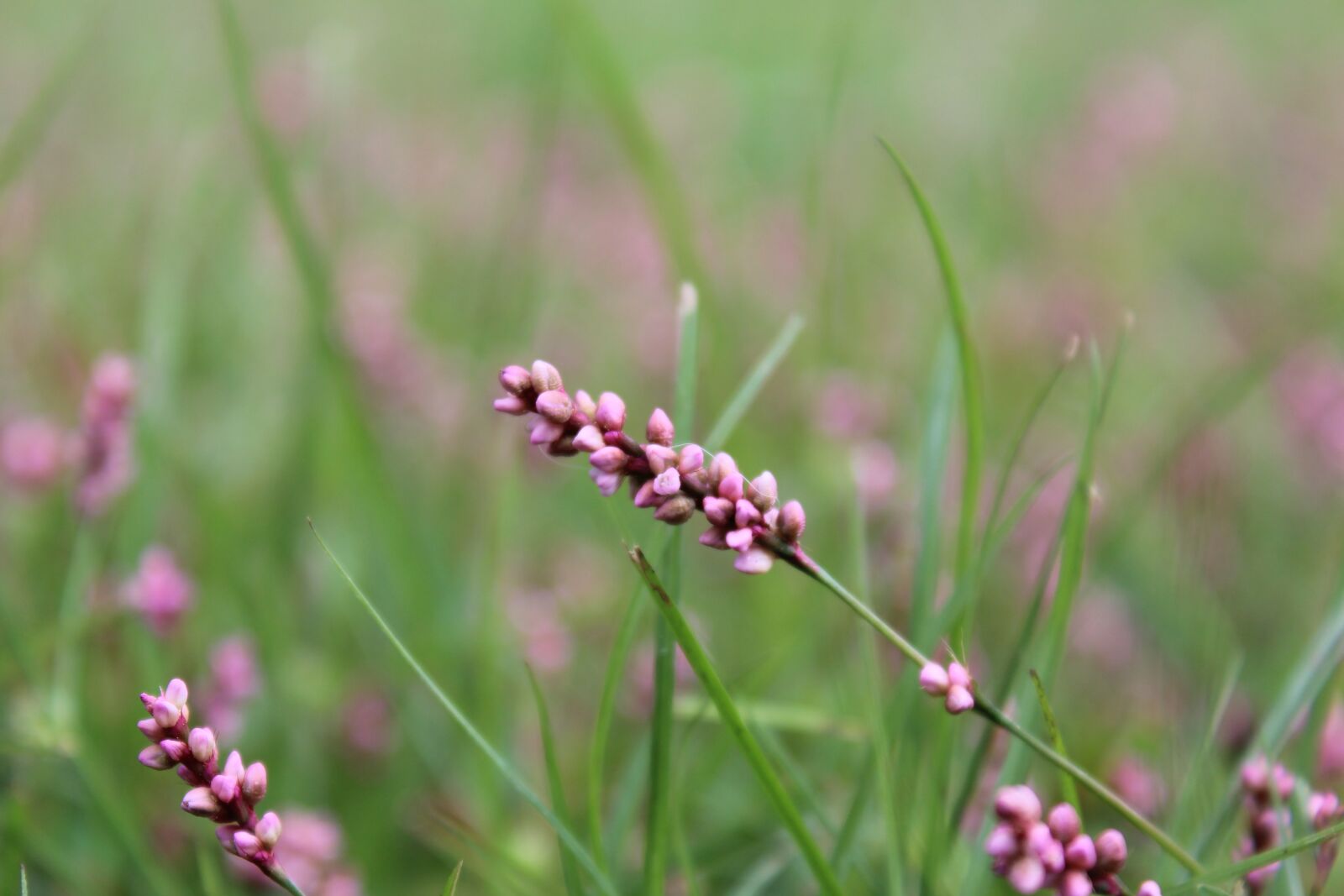Canon EOS 600D (Rebel EOS T3i / EOS Kiss X5) sample photo. Knotweed, smartweed, wildflower photography