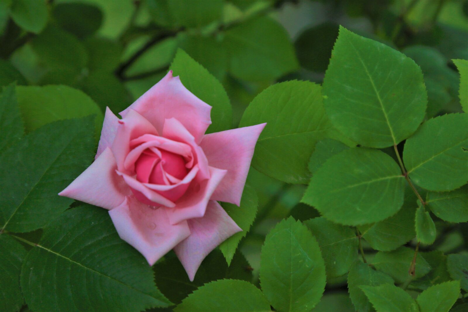 Canon EOS 5D Mark III sample photo. Rose, nature, pink photography