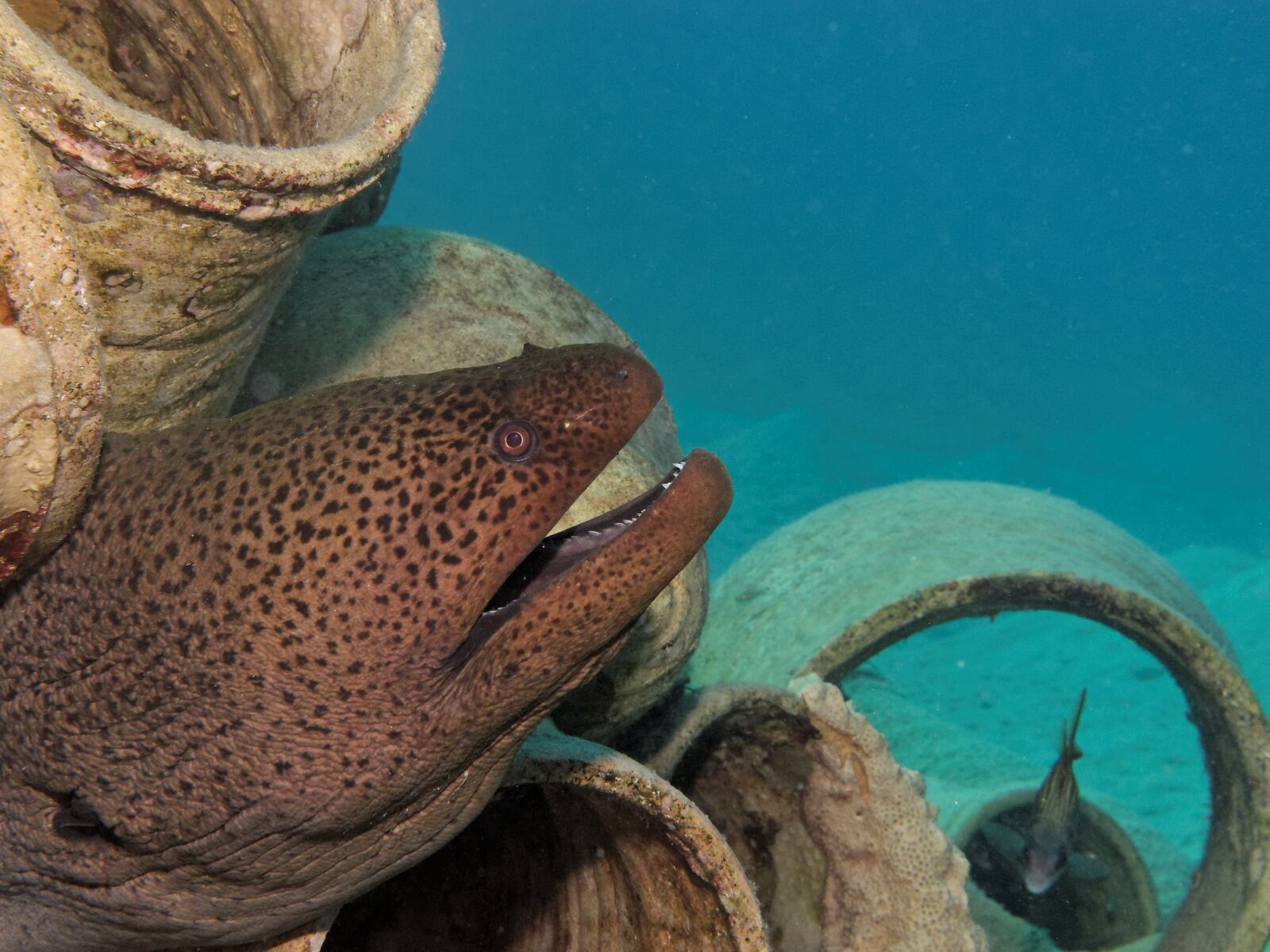 Canon PowerShot G12 sample photo. Moray, fish, underwater photography