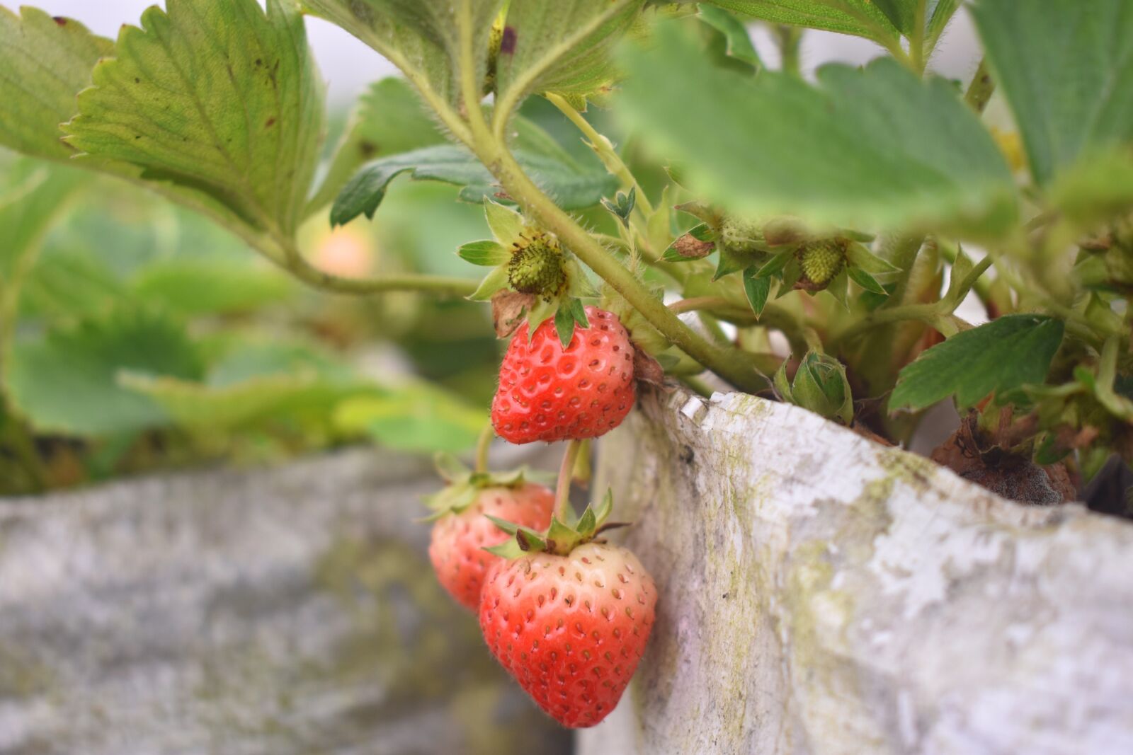 Nikon D3400 sample photo. Strawberry, berry, fresh photography