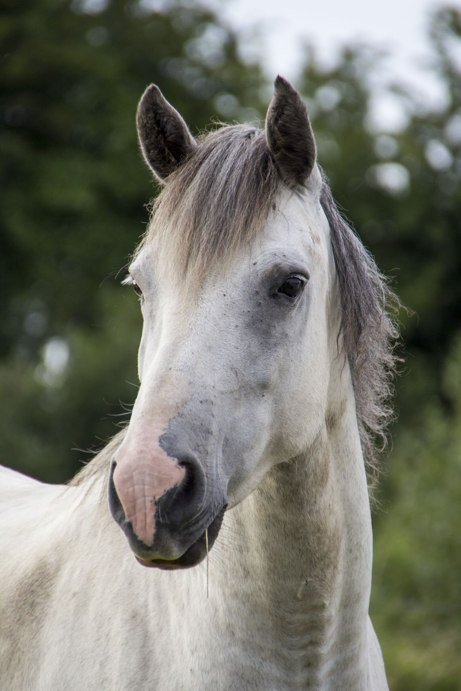 Canon EOS 600D (Rebel EOS T3i / EOS Kiss X5) sample photo. Horse, white horse, irish photography