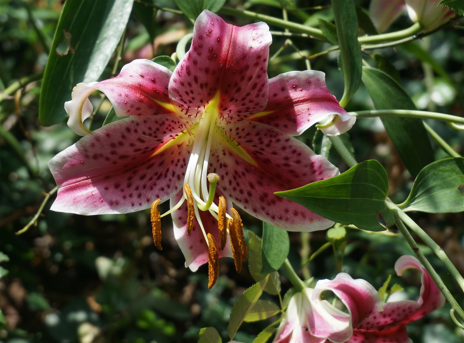 Sony Alpha NEX-5T sample photo. Asiatic lily fully open photography