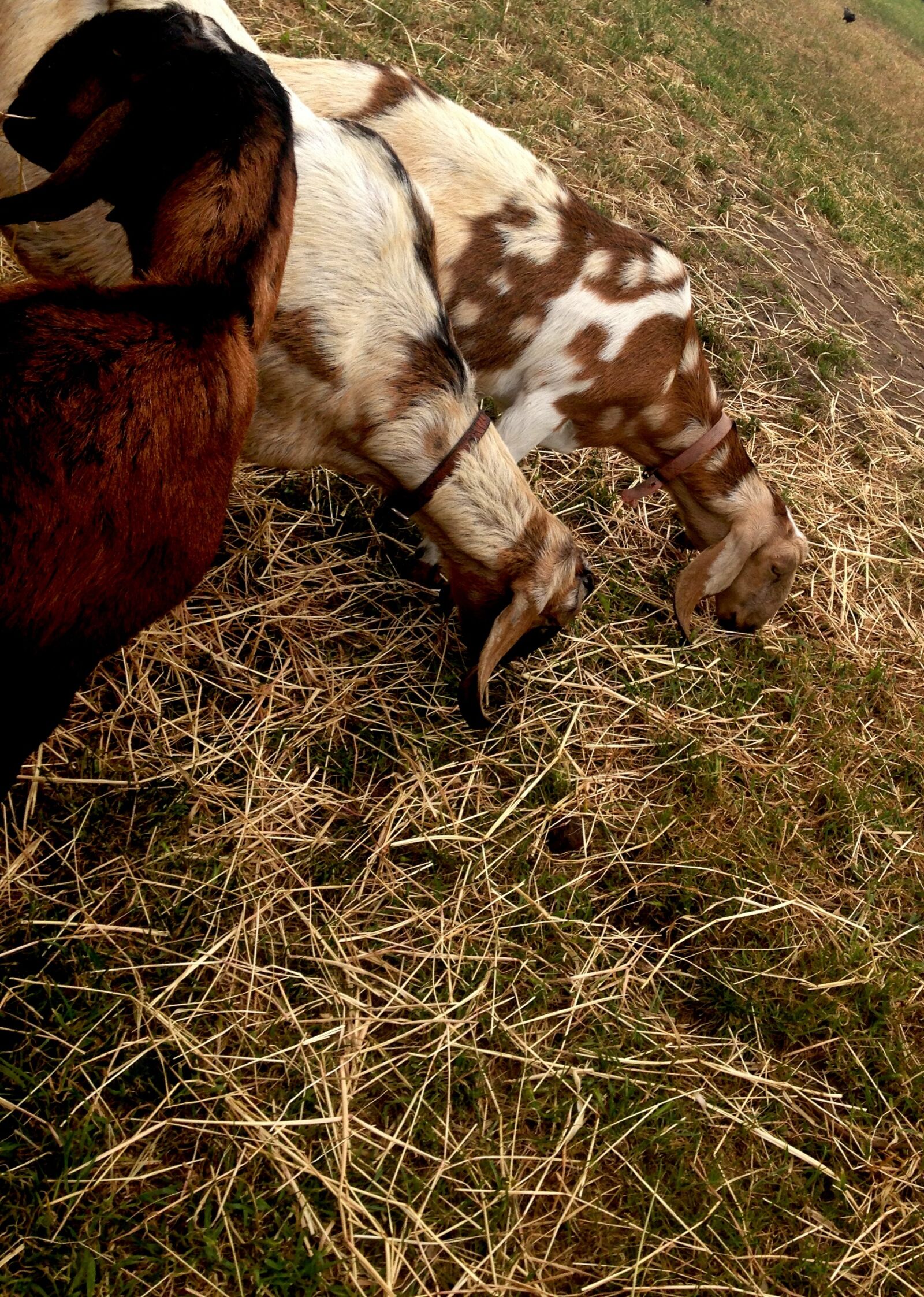 iPhone 5c back camera 4.12mm f/2.4 sample photo. Animal, animals, farm, animals photography
