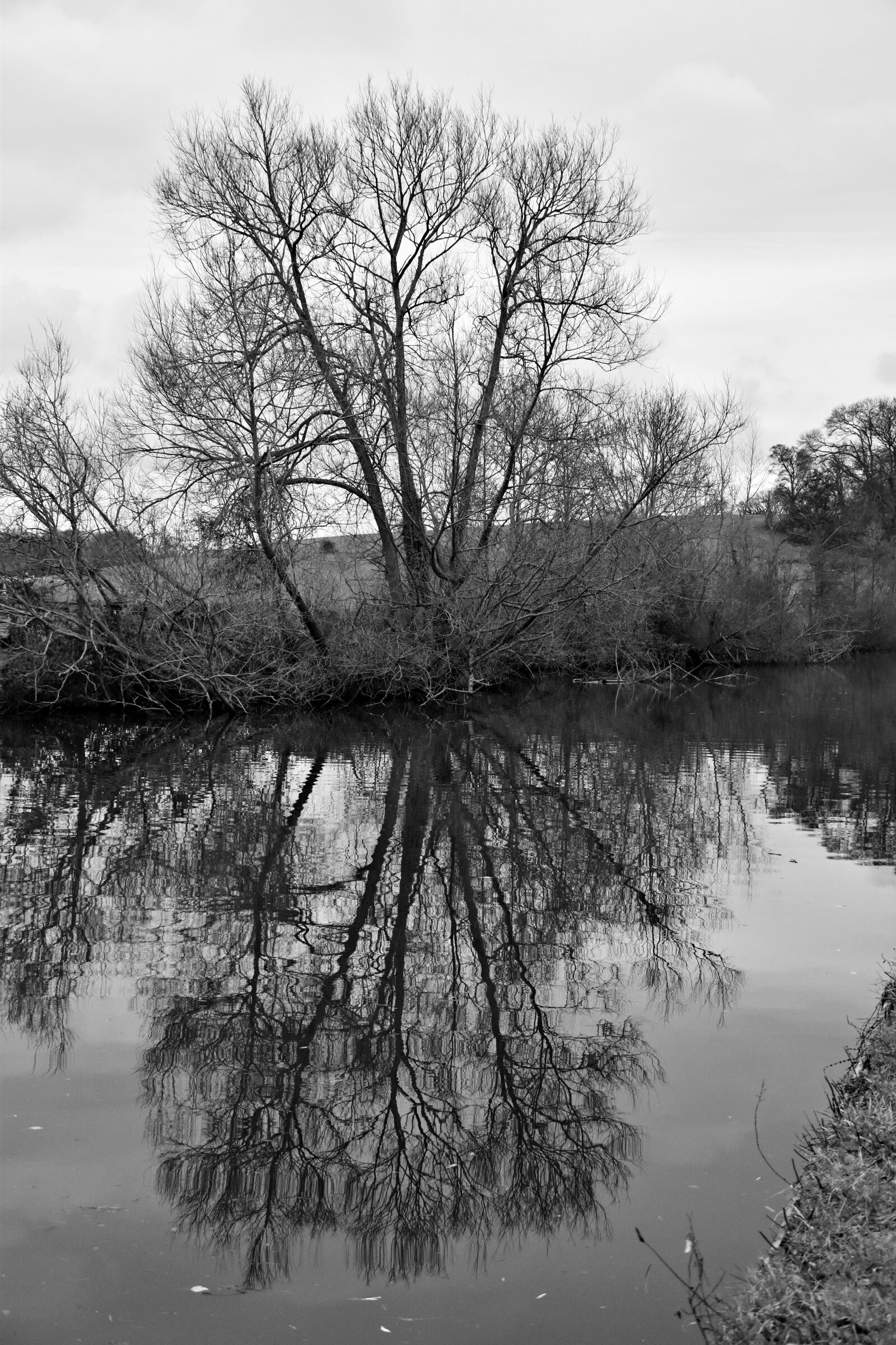 Nikon D5600 sample photo. Tree, black and white photography