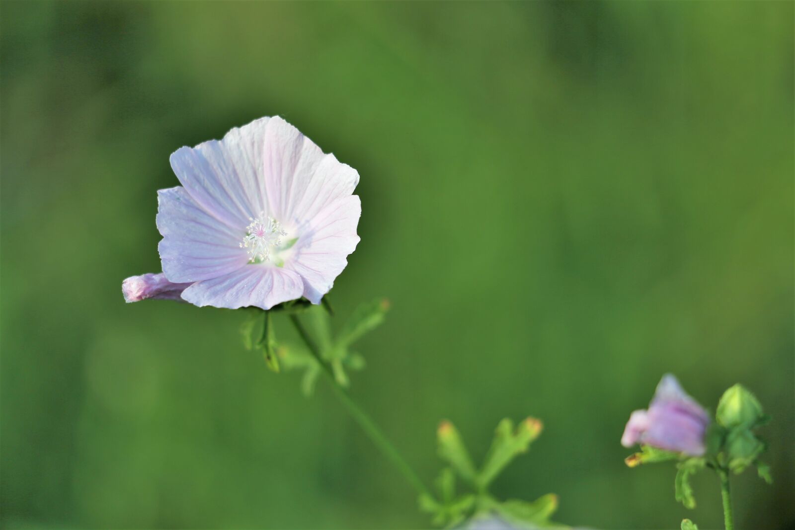 Canon EF 70-300 F4-5.6 IS II USM sample photo. Common mallow, malva sylvestris photography