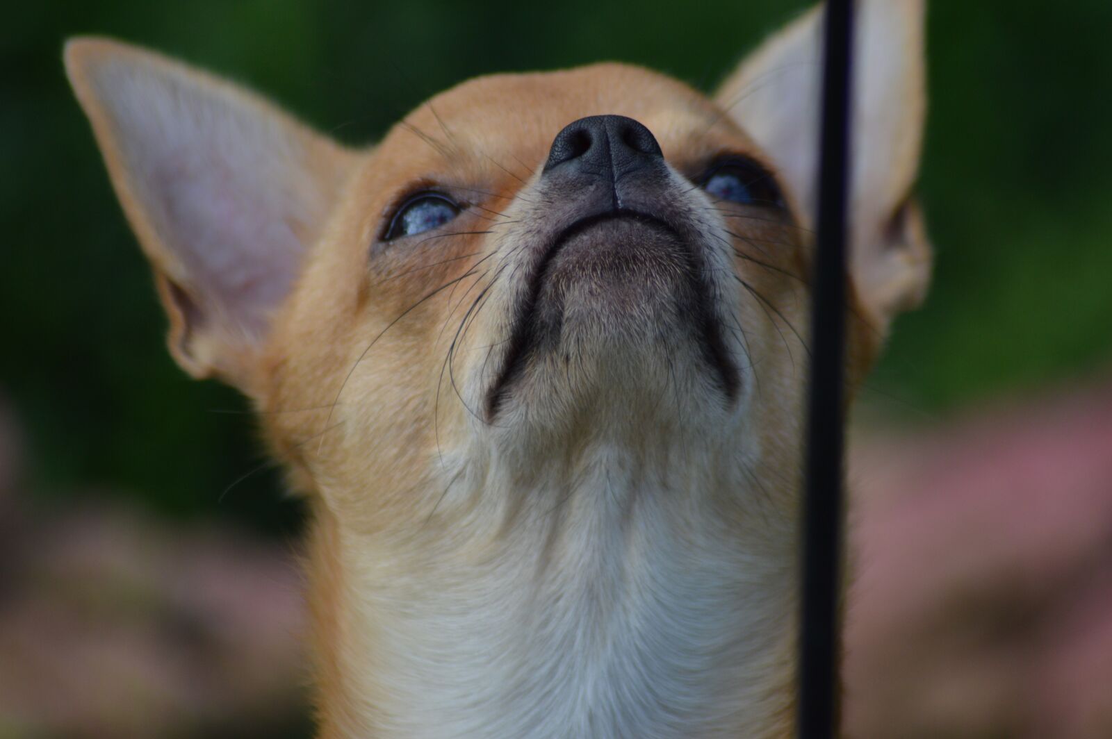 Nikon D3200 sample photo. Dog, chihuahua, chiwawa photography