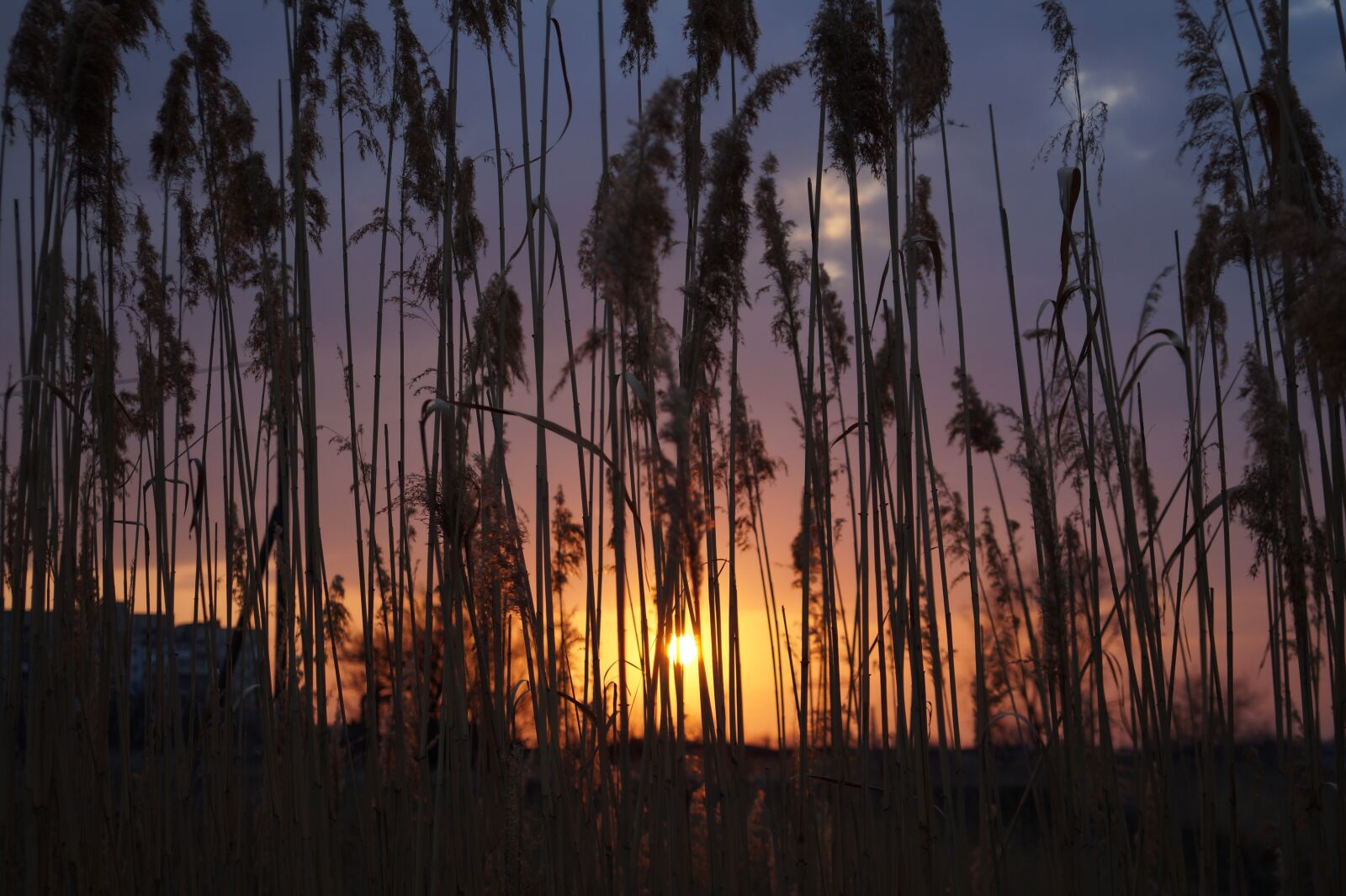 E 18-50mm F4-5.6 sample photo. Reed, sun, spring photography