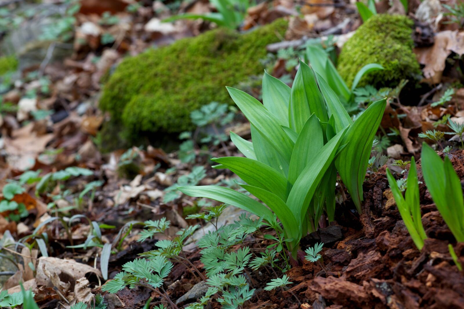 Canon EOS 5D Mark II sample photo. Ramps, wild, onion, wild photography