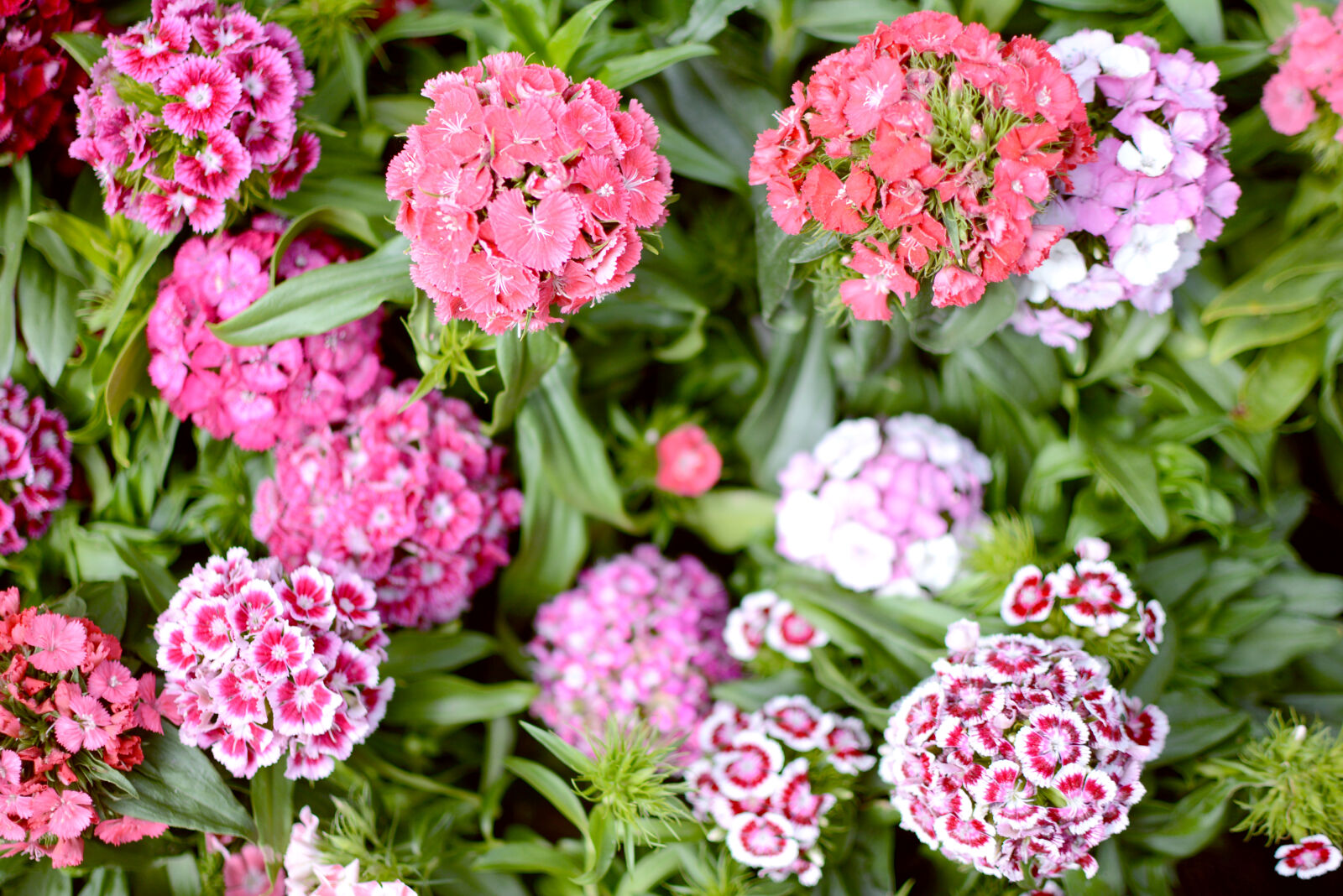 Nikon D7100 sample photo. Background, carnation, flowers, coral photography