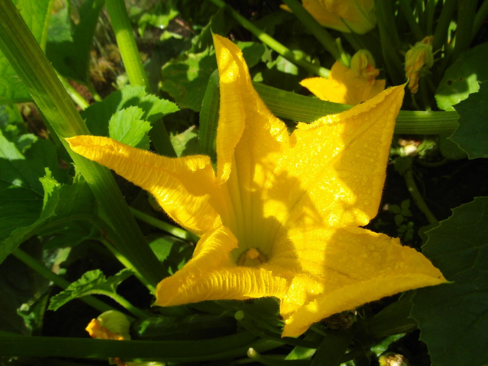 Samsung WB750 sample photo. The courgette flower, zucchini photography