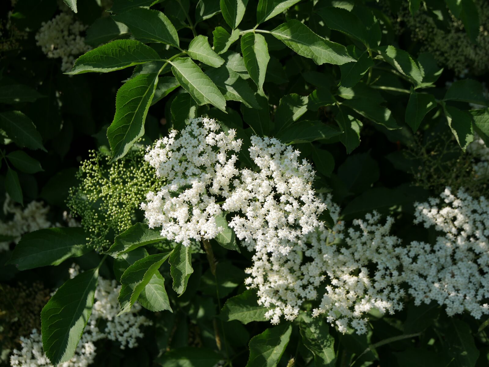 Panasonic Lumix DMC-G7 sample photo. Flowers, nature, bloom photography