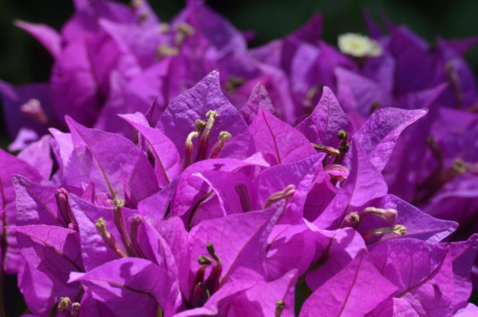 Nikon D5100 sample photo. Bougainvillea, flowers, garden photography