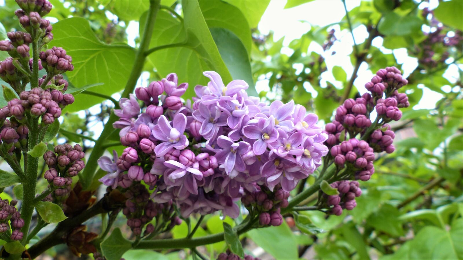 Panasonic Lumix DMC-FZ200 sample photo. Nature, plant, flower photography