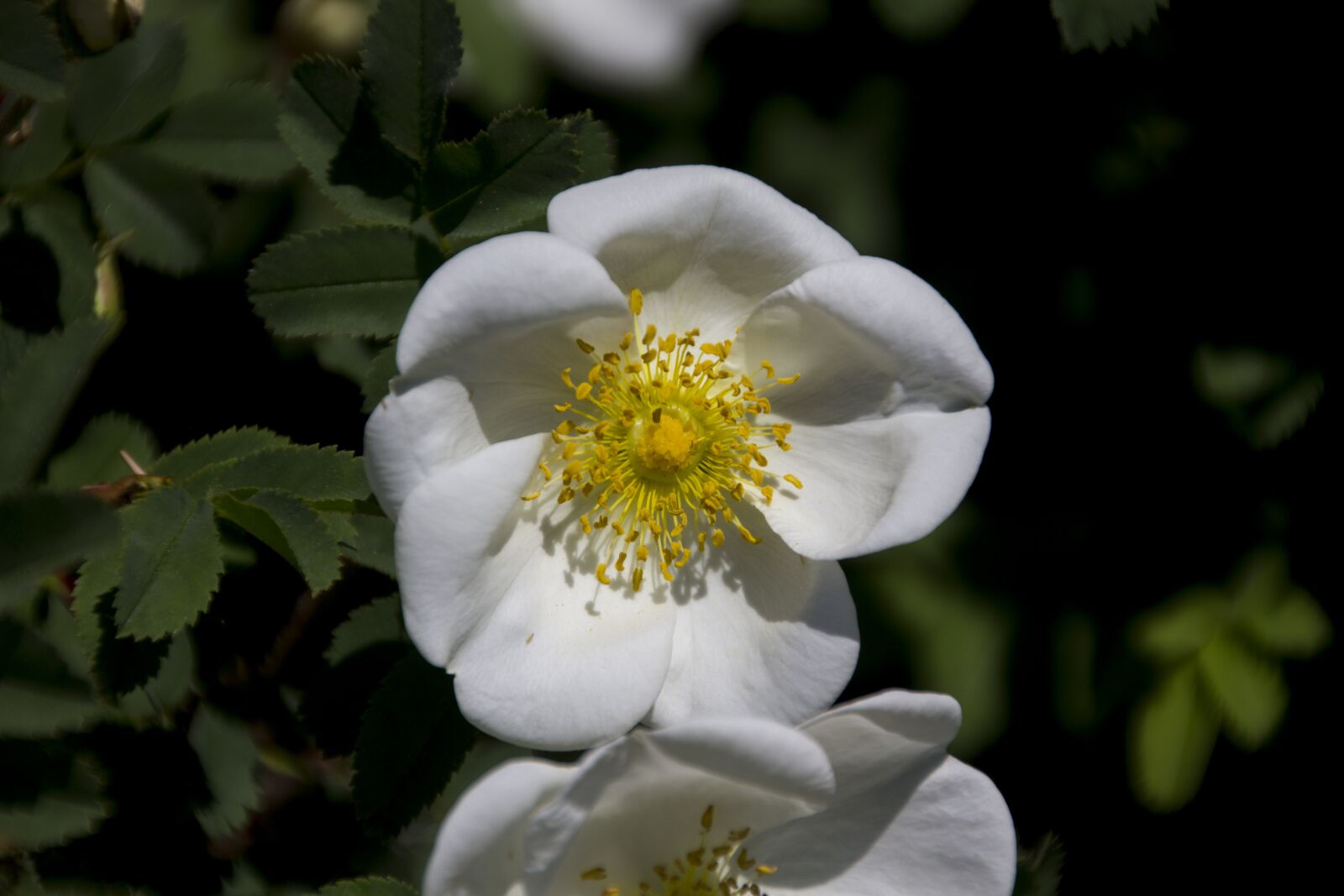 Canon EOS 60D sample photo. Flower, blossom, bloom photography
