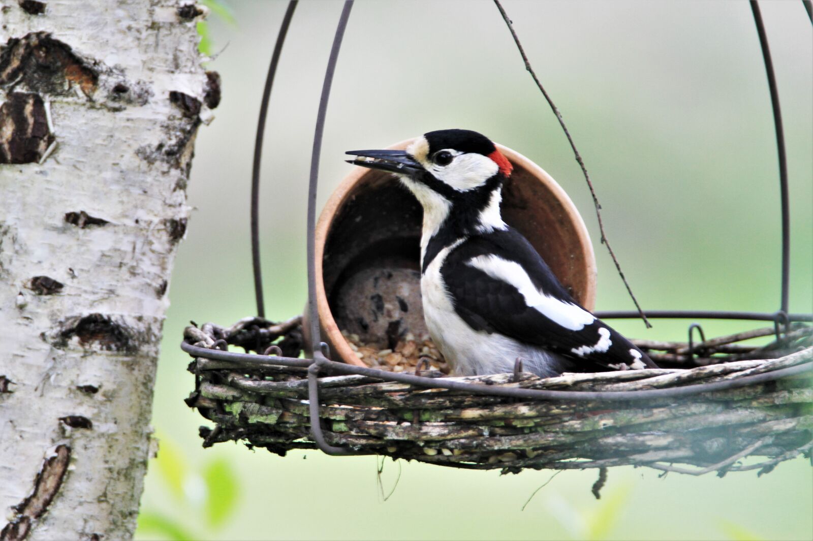 Tamron SP 150-600mm F5-6.3 Di VC USD sample photo. Great spotted woodpecker, fat photography