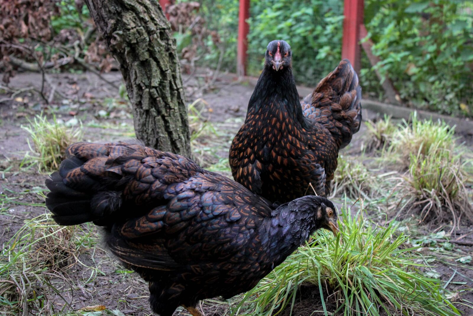 Canon EOS 500D (EOS Rebel T1i / EOS Kiss X3) sample photo. Chicken, hen, animal photography
