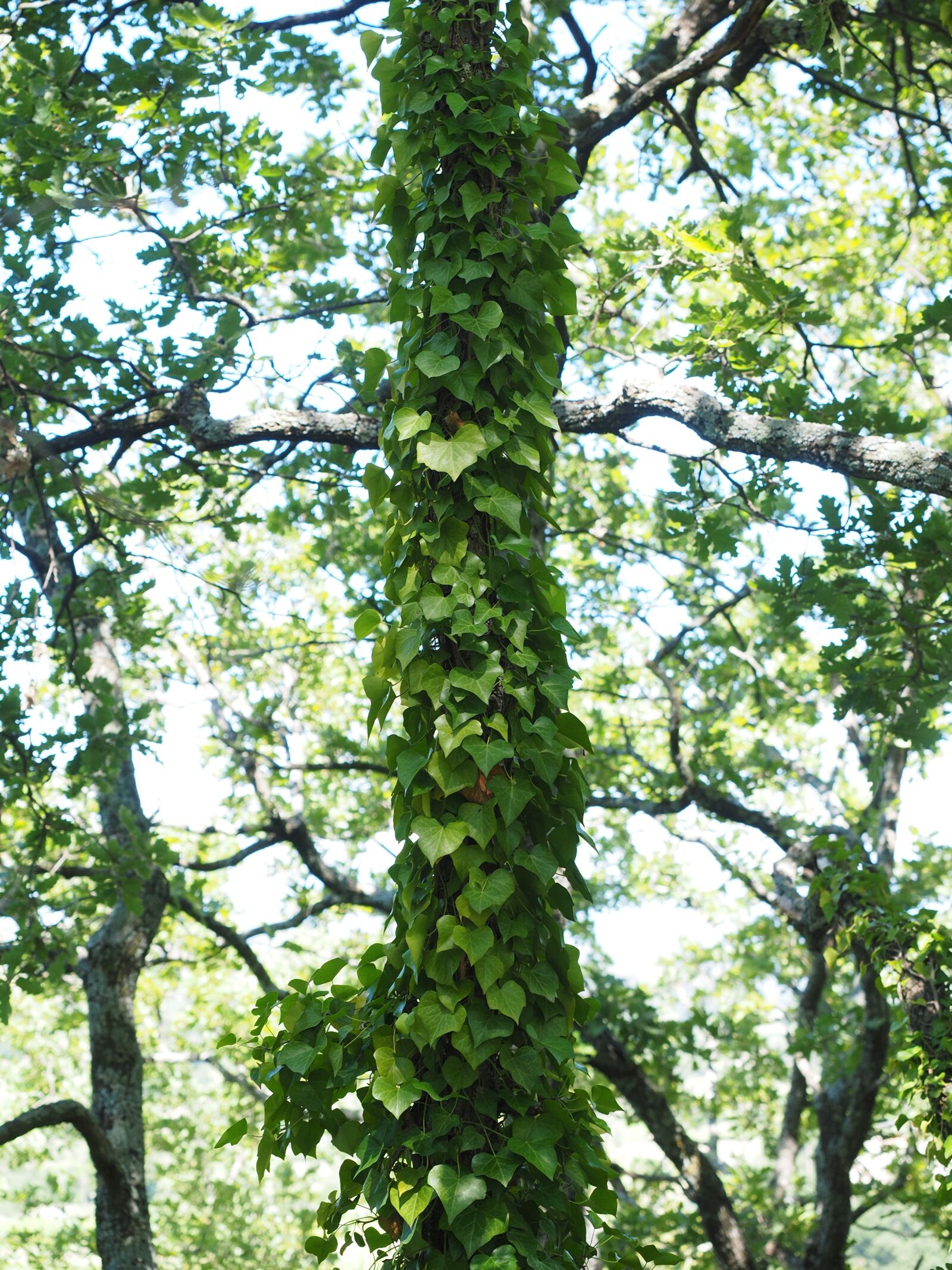 Olympus OM-D E-M1 + Olympus M.Zuiko Digital ED 12-40mm F2.8 Pro sample photo. Ivy, tree, fouling photography