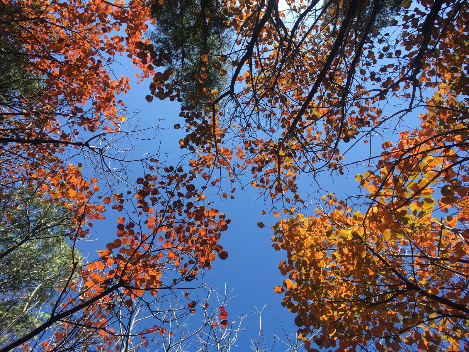 Apple iPhone 6s sample photo. Forest, colorful, autumn photography