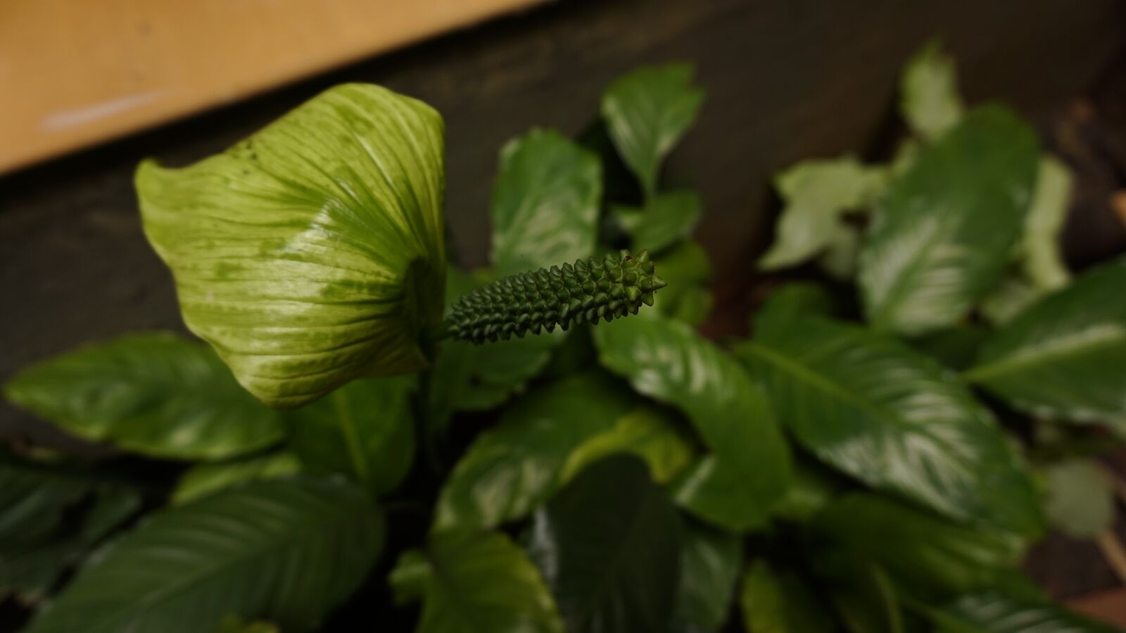 Sony Alpha a5000 (ILCE 5000) sample photo. Plant, garden, outdoors photography