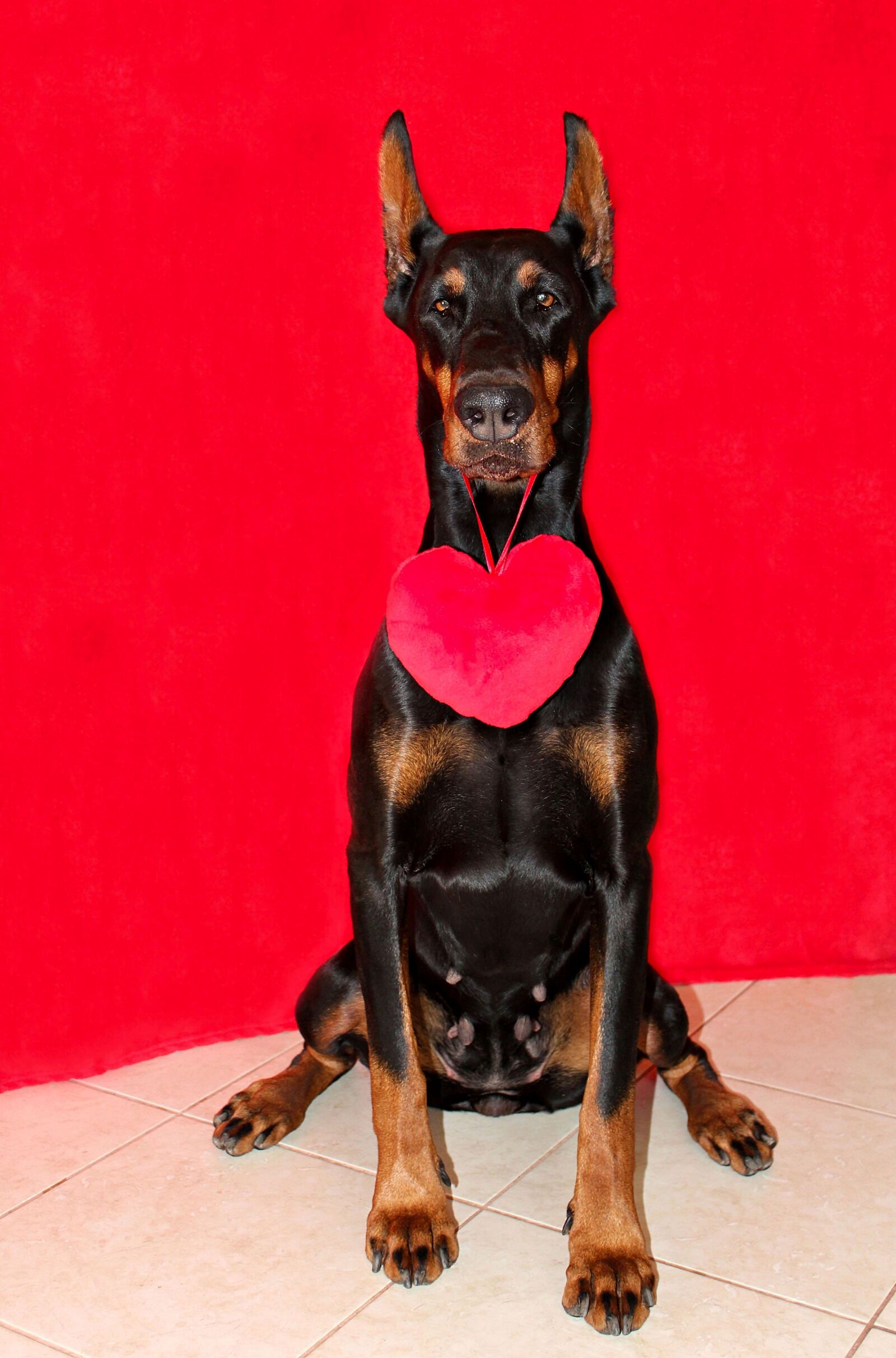 Canon EOS 600D (Rebel EOS T3i / EOS Kiss X5) sample photo. Doberman, dog, heart photography