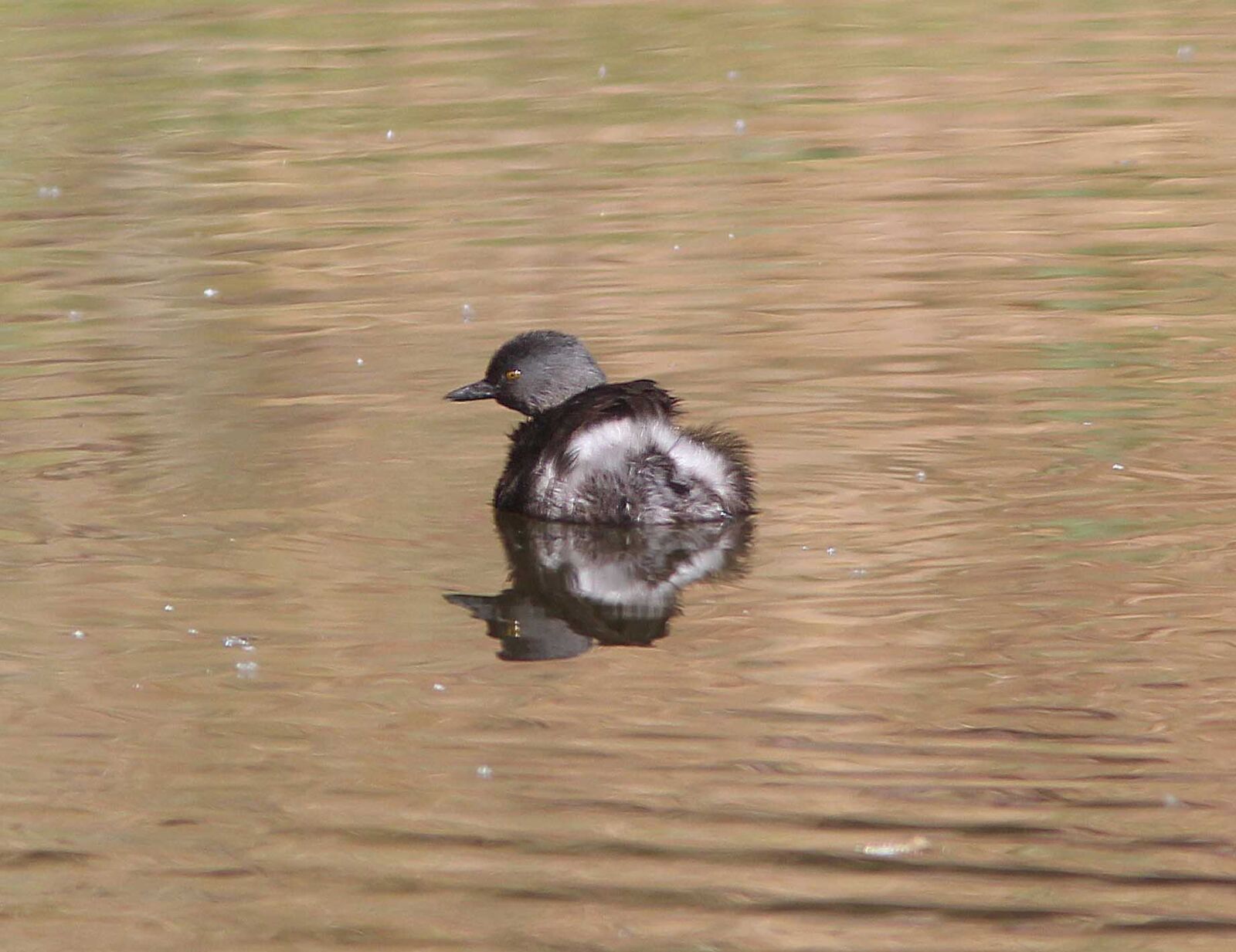 Canon EF 300mm F4L IS USM sample photo