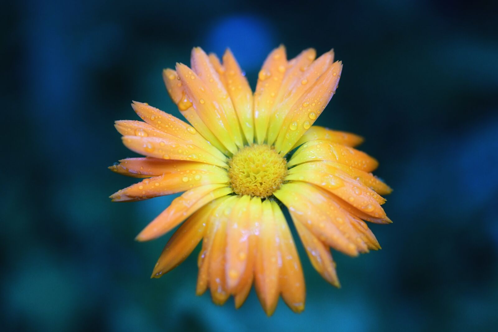 Nikon Z6 sample photo. Flower, blossom, bloom photography
