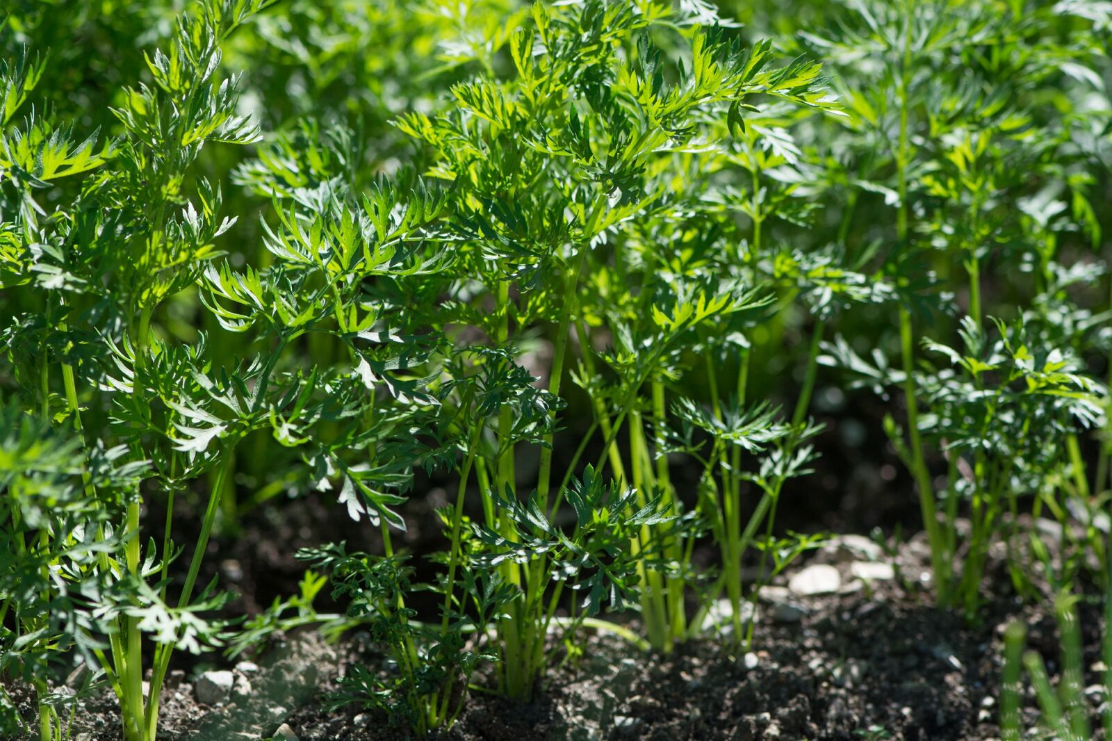 Nikon D7100 sample photo. Carrots, carrot plant, garden photography