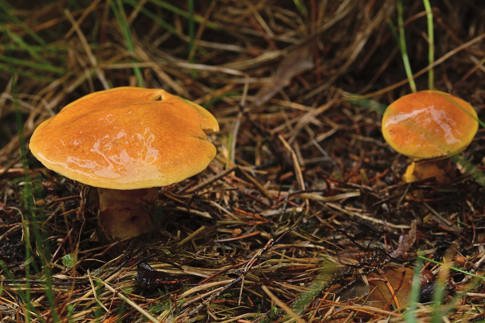 Nikon D5200 sample photo. Mushrooms, suillus grevillei, yellow photography