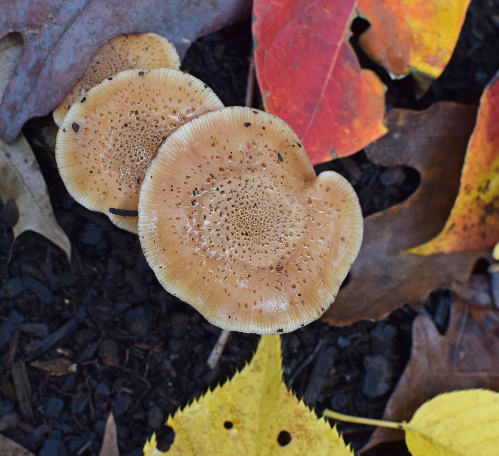 Nikon D3300 sample photo. Rain-wet fall mushrooms, mushroom photography