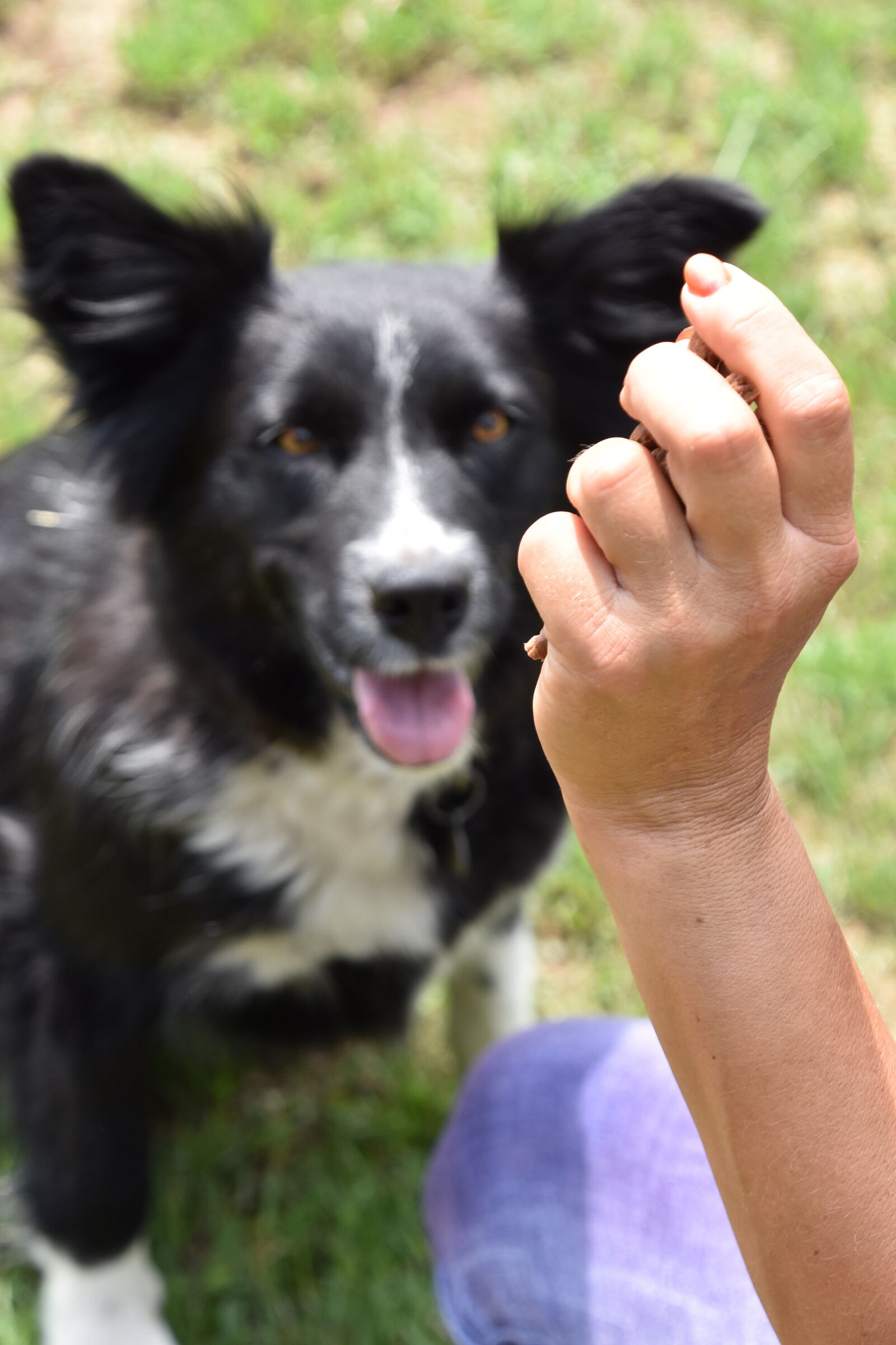 Nikon D7200 sample photo. Dog, training, kaja photography