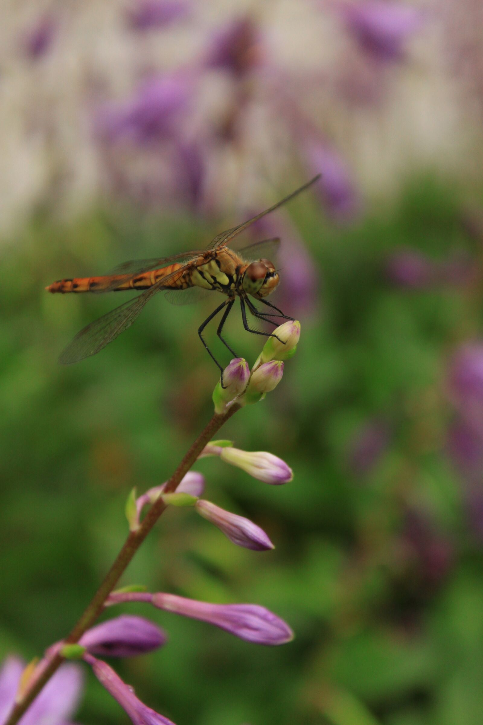 Canon EOS 500D (EOS Rebel T1i / EOS Kiss X3) sample photo. Dragonfly, flowers, insects photography