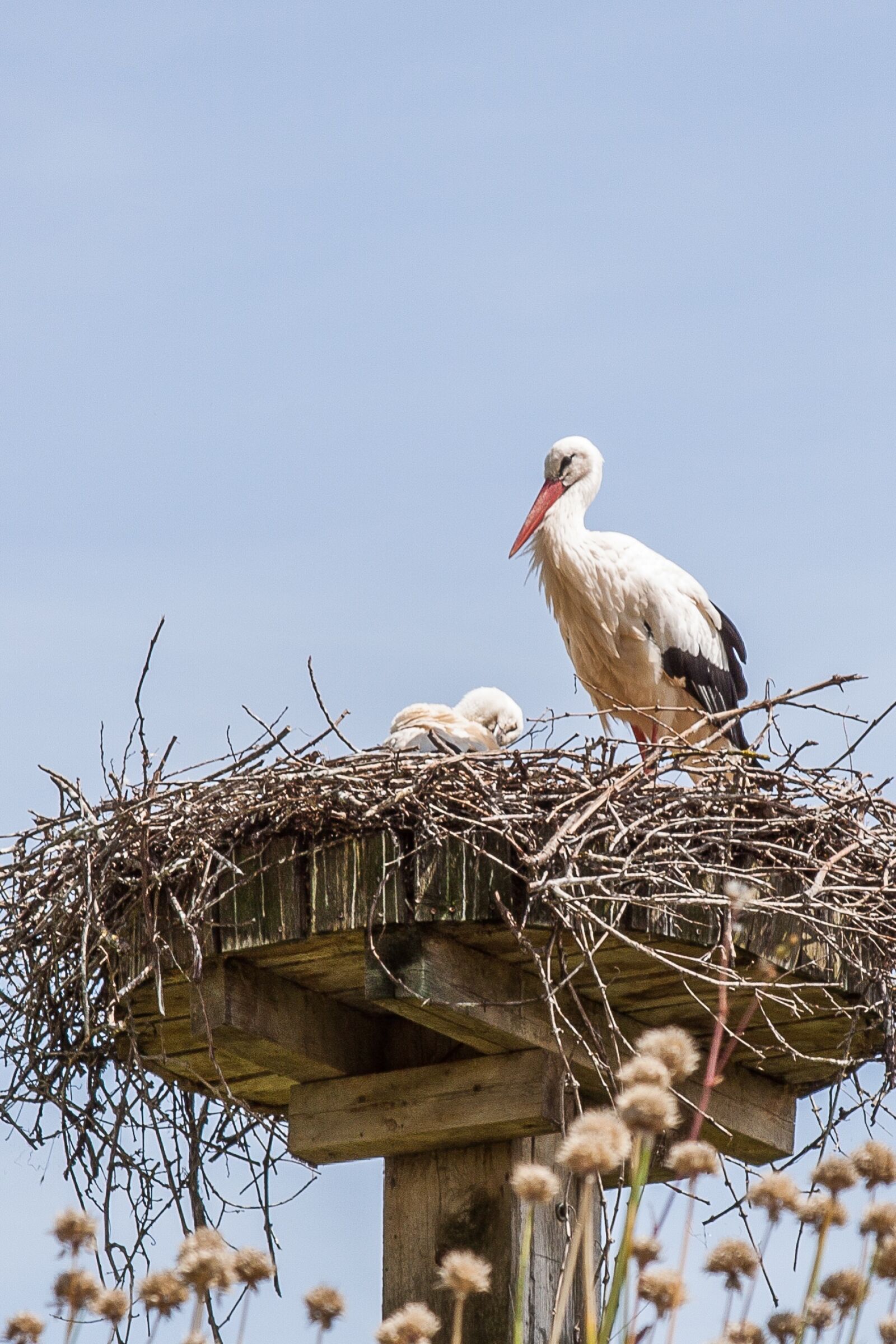 Canon EOS 50D + Canon EF 24-105mm F4L IS USM sample photo. Stork, nest, storchennest photography