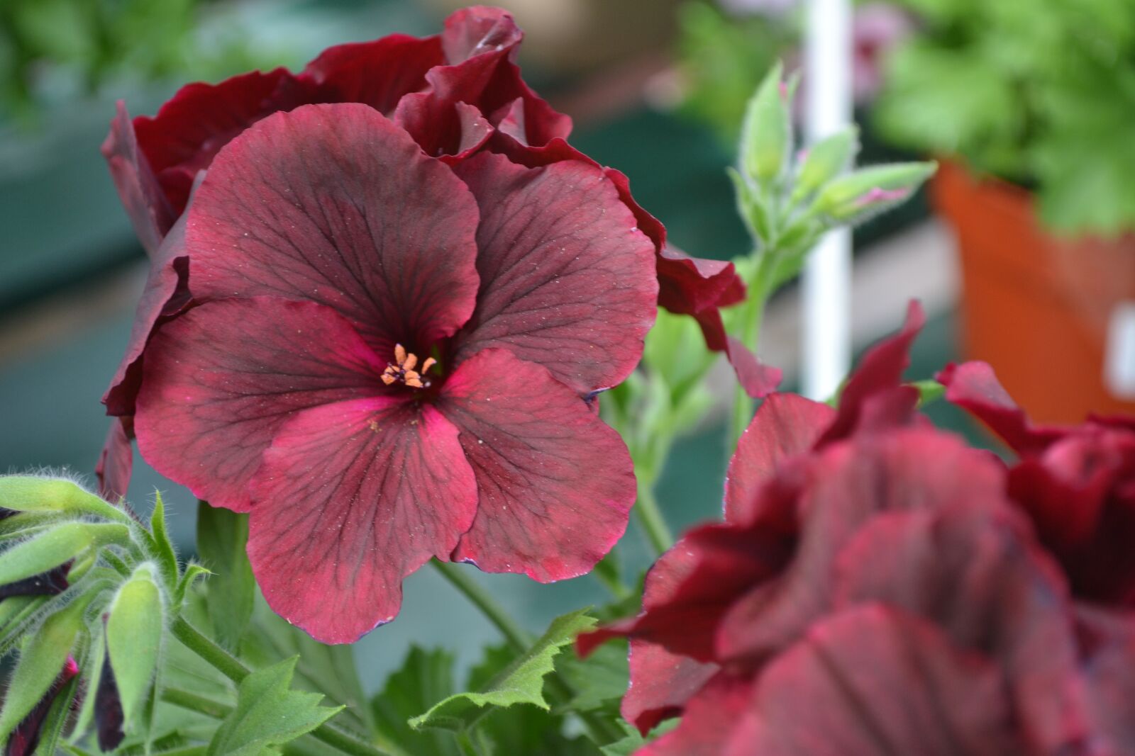 Nikon D3100 sample photo. Flower, red, bright photography